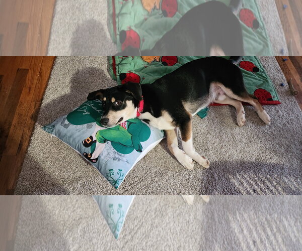 Medium Photo #7 Mutt Puppy For Sale in Doylestown, PA, USA