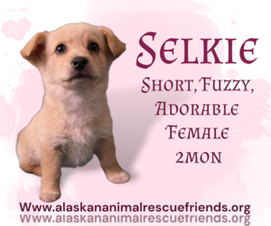 Mutt Dogs for adoption in Anchorage, AK, USA