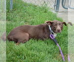 Small #1 Beagle-Chihuahua Mix