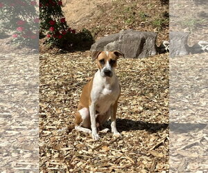 Goldie - Female Mutt Dog for Adoption - Photo #5