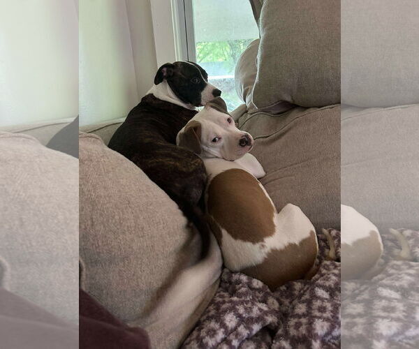 Medium Photo #4 American Pit Bull Terrier-Unknown Mix Puppy For Sale in Germantown, OH, USA