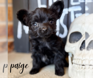 YorkiePoo Puppy for sale in ADDISON, IL, USA
