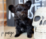 Image preview for Ad Listing. Nickname: Puppies