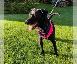 Shadow - Female Labrador Retriever-Unknown Mix Dog for Adoption - Photo #7