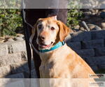 Small Labrador Retriever Mix