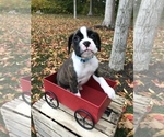Small Photo #1 Boxer Puppy For Sale in GOSHEN, IN, USA