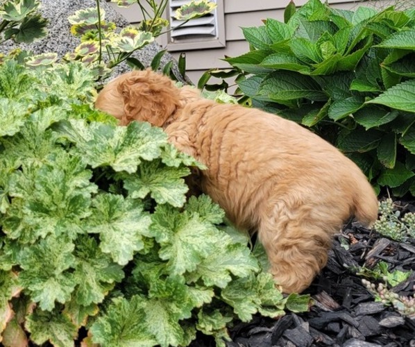 Medium Photo #7 Cocker Spaniel Puppy For Sale in WITHEE, WI, USA
