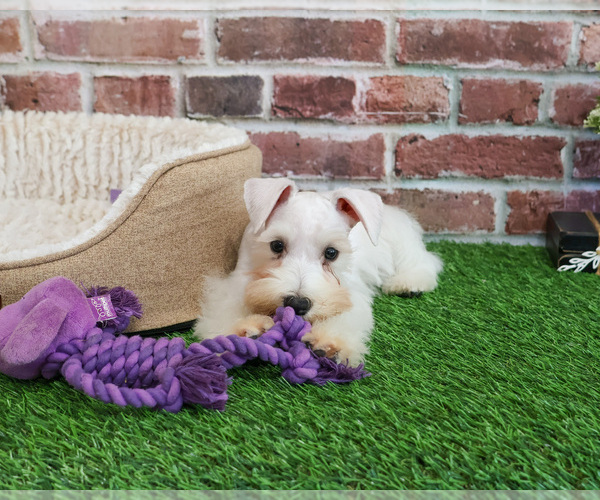 Medium Photo #6 Schnauzer (Miniature) Puppy For Sale in SYRACUSE, IN, USA