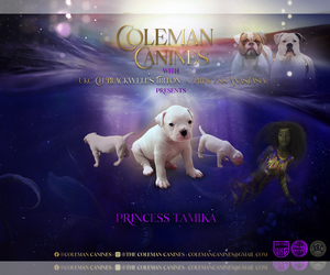 American Bulldog Puppy for sale in DURHAM, NC, USA