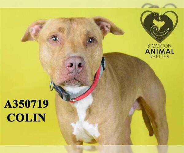 Medium Photo #1 American Pit Bull Terrier Puppy For Sale in Stockton, CA, USA