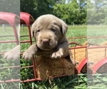 Image preview for Ad Listing. Nickname: AKC Silver Labs