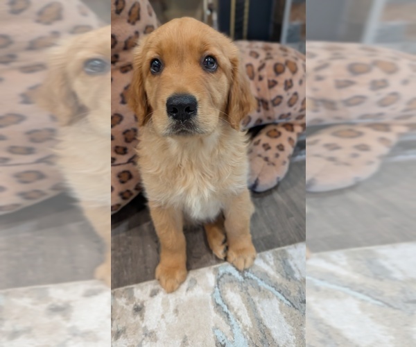 Medium Photo #16 Golden Retriever Puppy For Sale in SACRAMENTO, CA, USA