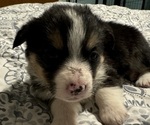 Puppy Puppy 4 Cow Pembroke Welsh Corgi