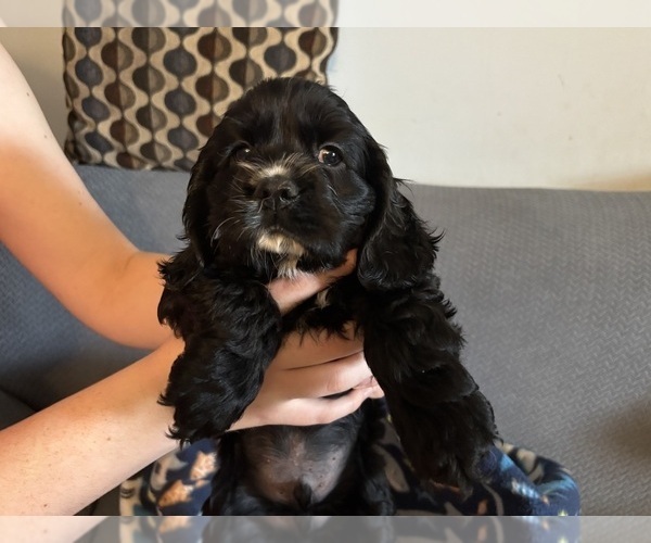 Medium Photo #13 Cocker Spaniel Puppy For Sale in COLBERT, GA, USA