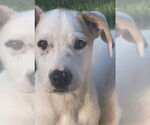 Small #3 American Bulldog Mix