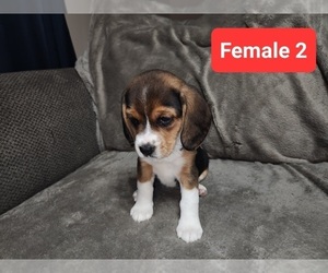 Beagle Puppy for sale in ATHENS, PA, USA