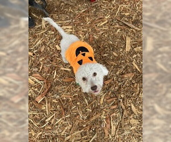 Medium Photo #14 Poodle (Miniature)-Unknown Mix Puppy For Sale in Corona, CA, USA