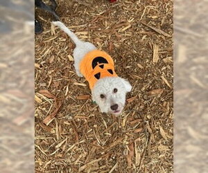 Maggie - Female Poodle (Miniature)-Unknown Mix Dog for Adoption - Photo #14