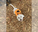 Small Photo #14 Poodle (Miniature)-Unknown Mix Puppy For Sale in Corona, CA, USA