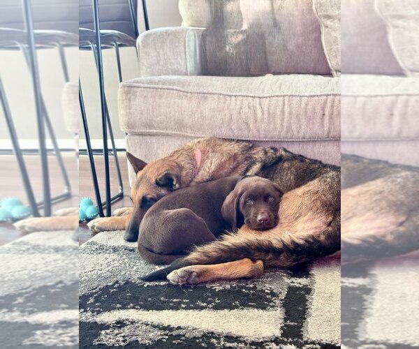 Medium Photo #8 Labrador Retriever Puppy For Sale in JOSHUA, TX, USA