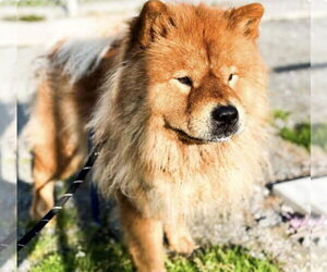 Chow Chow Dogs for adoption in Prescott, Ontario, Canada