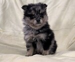 Small #5 Pomeranian