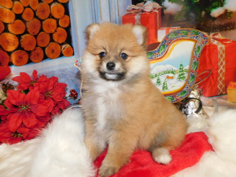 Medium Photo #5 Pomeranian Puppy For Sale in HAMMOND, IN, USA