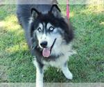 LEVI - Male Siberian Husky-Unknown Mix Dog for Adoption - Small photo