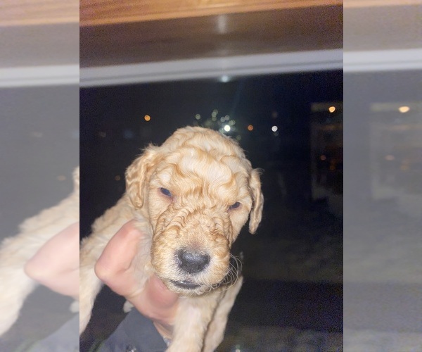 Medium Photo #1 Goldendoodle Puppy For Sale in PLAINFIELD, IL, USA