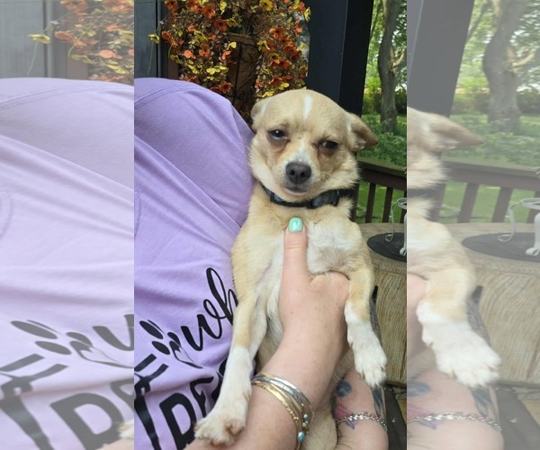 Medium Photo #2 Chihuahua Puppy For Sale in Hinckley, IL, USA