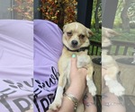 Small #1 Chihuahua