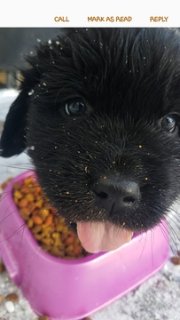 Medium Photo #10 Newfoundland Puppy For Sale in DEXTER, MI, USA