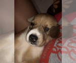 Small Photo #5 Beagle-Siberian Husky Mix Puppy For Sale in SULPHUR, LA, USA