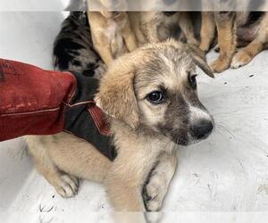 Catahoula Leopard Dog Dogs for adoption in Houston, TX, USA