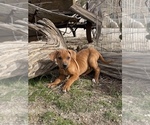 Small Photo #9 Rhodesian Ridgeback Puppy For Sale in MORONGO VALLEY, CA, USA