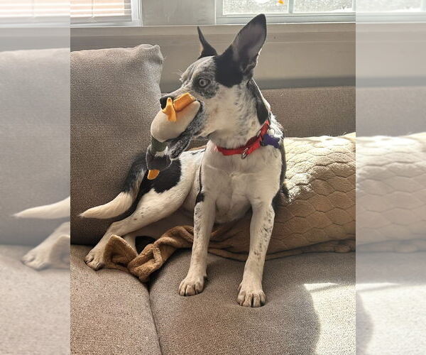 Medium Photo #13 Mutt Puppy For Sale in Oak Bluffs, MA, USA