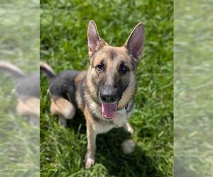 German Shepherd Dog Dogs for adoption in Palmetto, FL, USA
