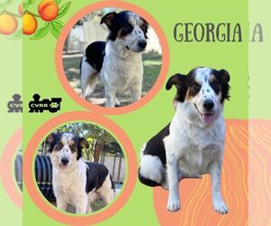 Border Collie-Great Pyrenees Mix Dogs for adoption in Lindsay, CA, USA
