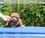 Small #23 Poodle (Toy)