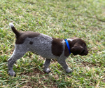 Small Photo #2 German Shorthaired Pointer Puppy For Sale in SUMMERVILLE, SC, USA