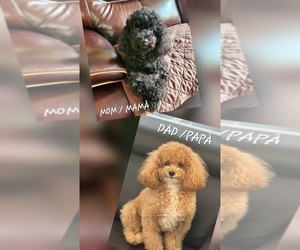 Mother of the Maltipoo (Miniature) puppies born on 10/11/2025