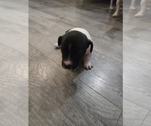Jack Russell Terrier Puppy for sale in LEE, FL, USA