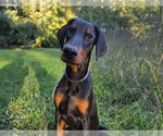 Puppy Malcolm Doberman Pinscher