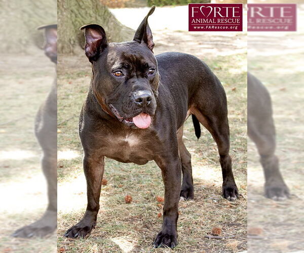 Medium Photo #8 American Staffordshire Terrier-Unknown Mix Puppy For Sale in Marina del Rey, CA, USA