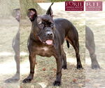 Small #7 American Staffordshire Terrier Mix