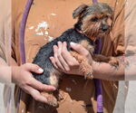Small #2 Mutt