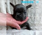 Puppy Tamarack French Bulldog