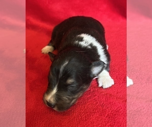 Medium Photo #6 Shel-Aussie Puppy For Sale in FORT MORGAN, CO, USA