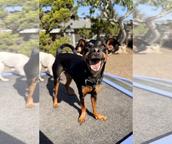 Medium Photo #1 Miniature Pinscher-Unknown Mix Puppy For Sale in Seal Beach, CA, USA