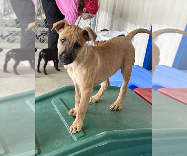 Medium Photo #1 Redbone Coonhound-Unknown Mix Puppy For Sale in Mooresville, NC, USA